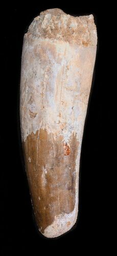 Spinosaurus Tooth - Large Root Section #40343